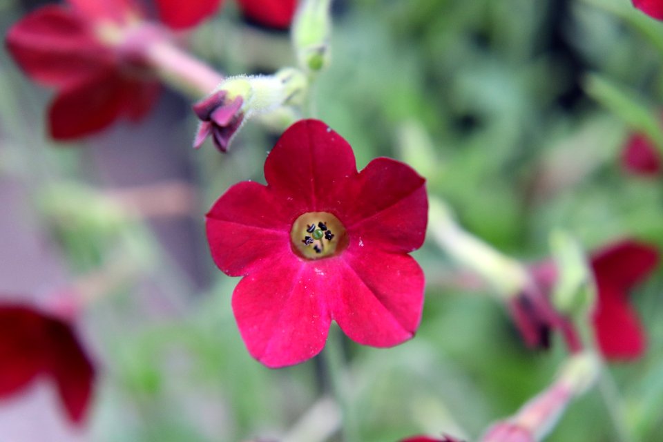 Nicotiana × sanderae public domain IMG 6546-