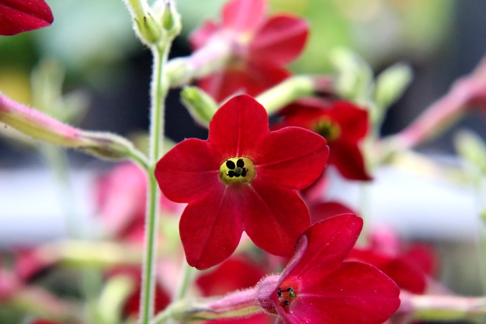 Nicotiana × sanderae public domain IMG 6581-