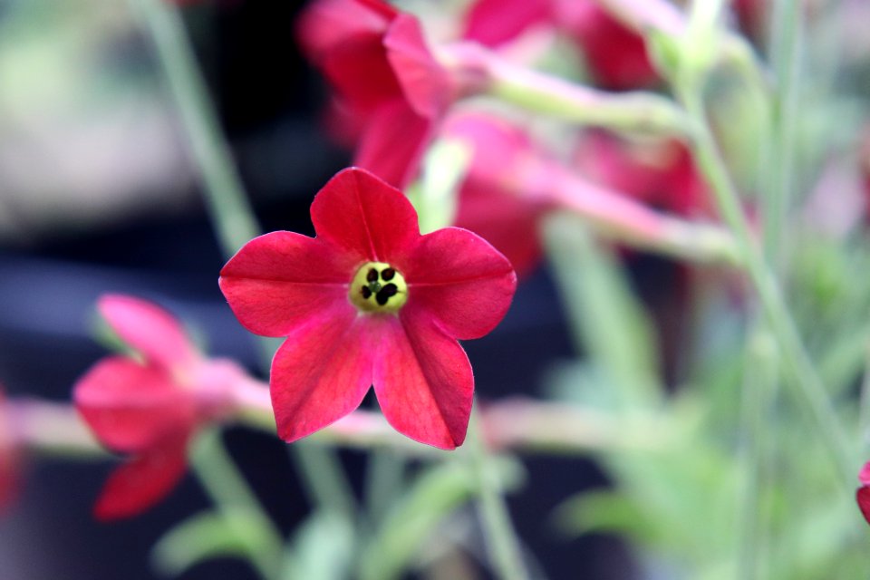 Nicotiana × sanderae public domain IMG 6552-