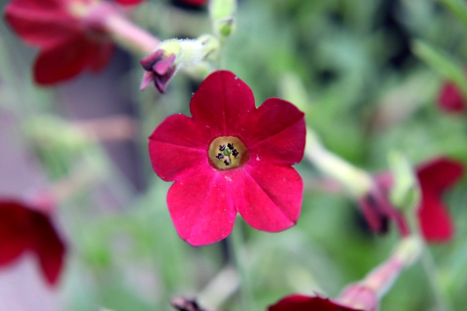 Nicotiana × sanderae public domain IMG 6549-