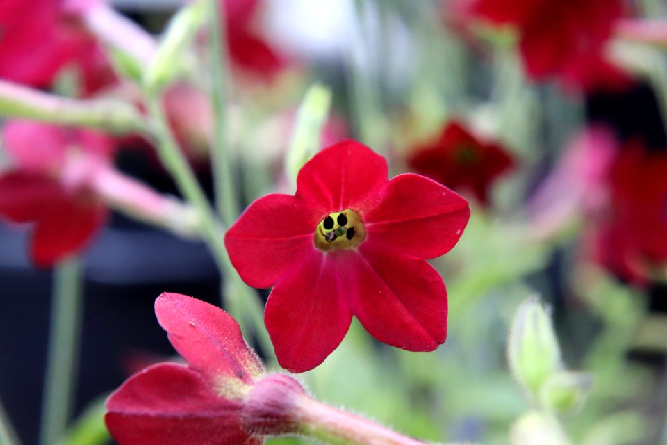 Nicotiana × sanderae public domain IMG 6626-