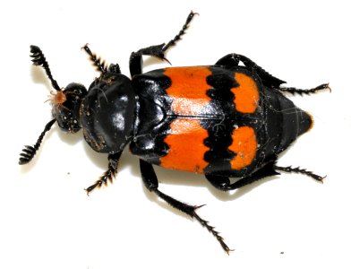 Nicrophorus-vespilloides-04-fws photo