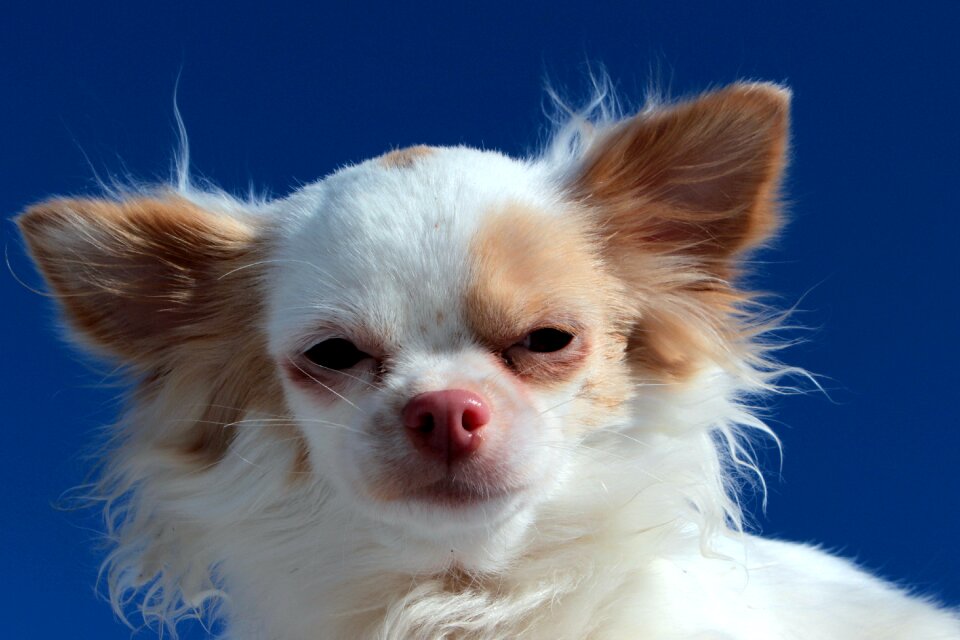 White brown small small dog