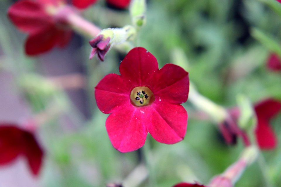 Nicotiana × sanderae public domain IMG 6548-