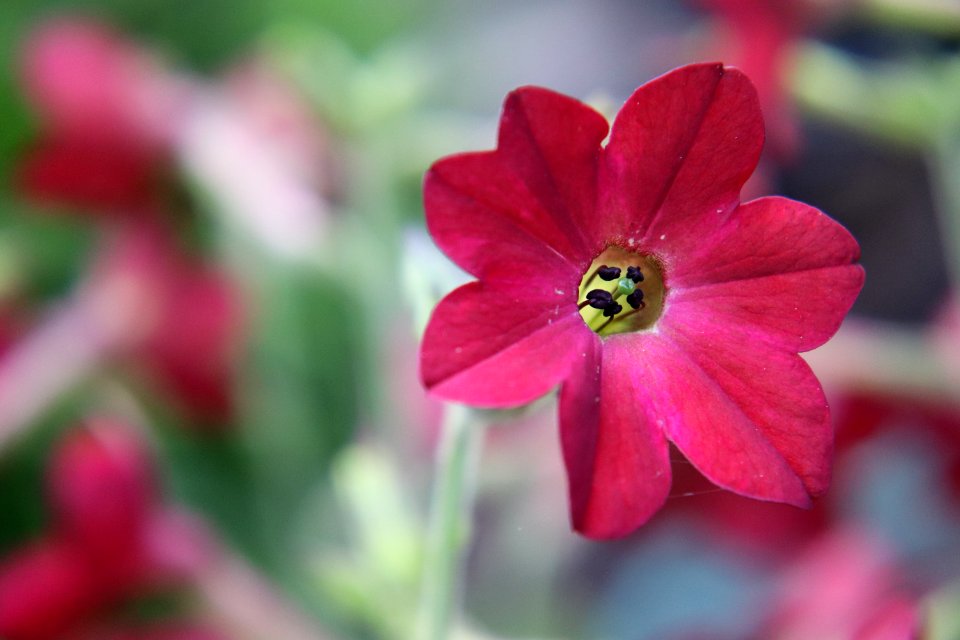 Nicotiana × sanderae public domain IMG 6530-