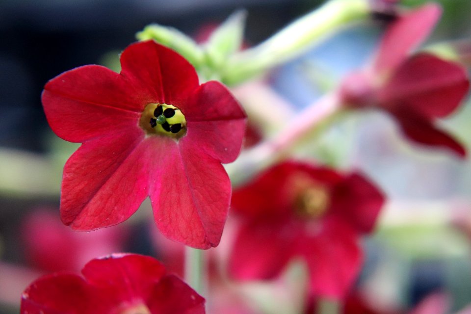 Nicotiana × sanderae public domain IMG 6515--