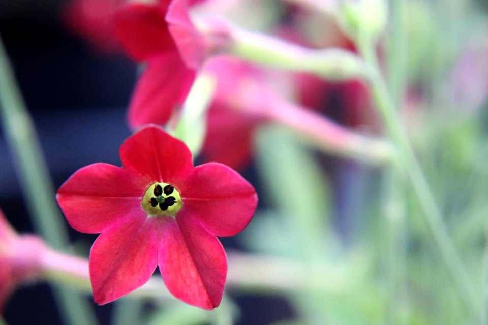 Nicotiana × sanderae public domain IMG 6563-