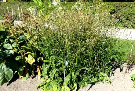 Nicotiana alata - Bergianska trädgården - Stockholm, Sweden - DSC00216