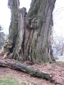 Old Tree, Mount Lebanon Cemetery, 2020-01-28