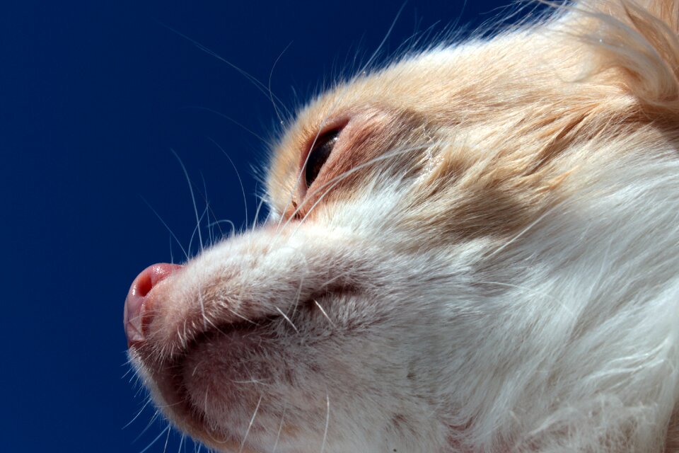 Snout tasthaare nose