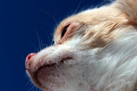 Snout tasthaare nose