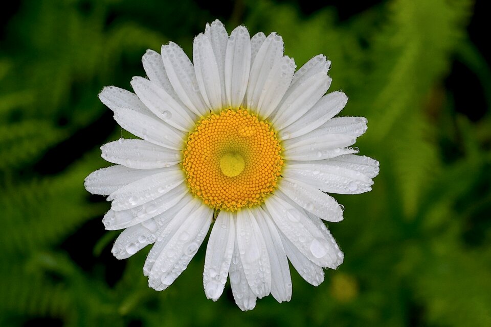 Nature flower spring