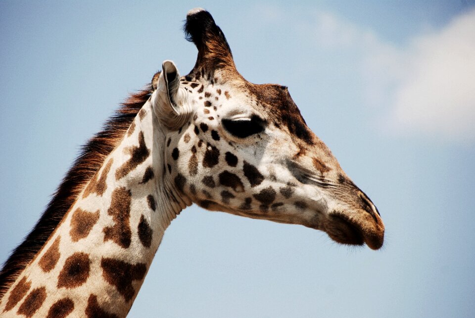 Safari wildlife zoo