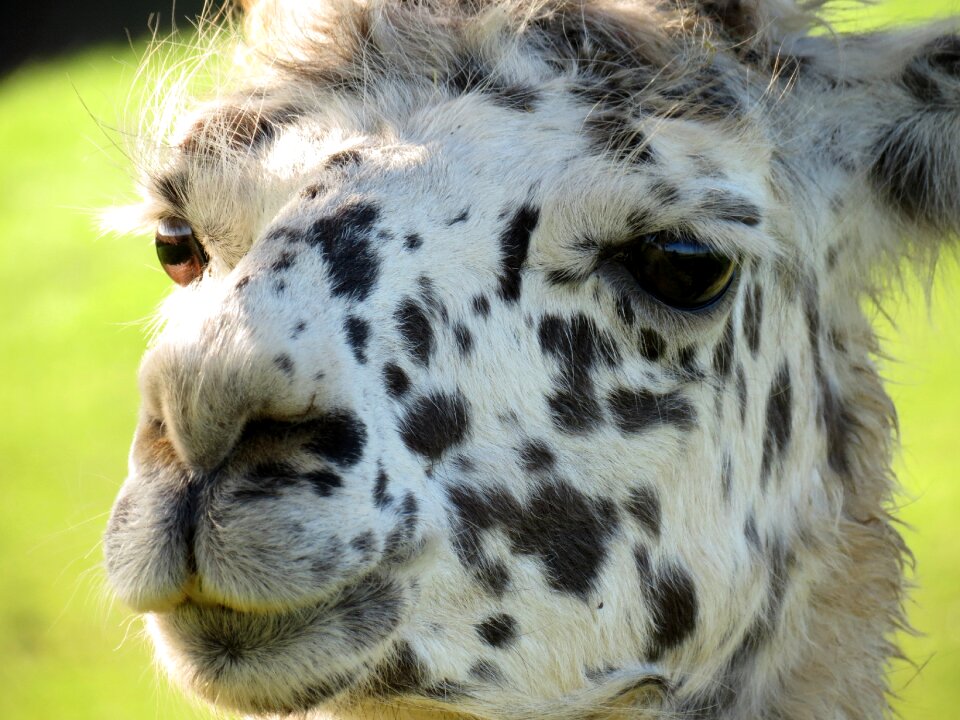 Face mammal lama head
