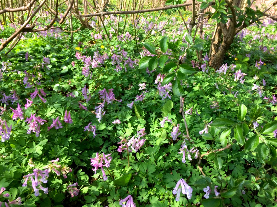 Ondergroei met hoge bedekking van Corydalis solida