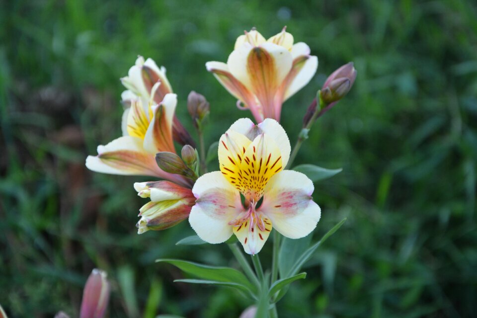 Nature plant horticulture photo