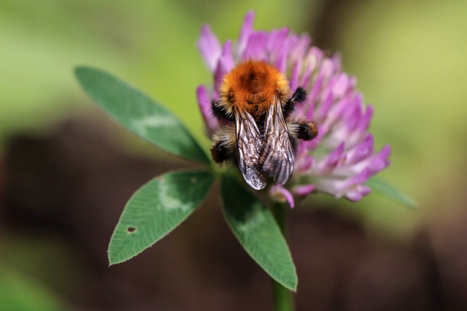 Nature summer macro