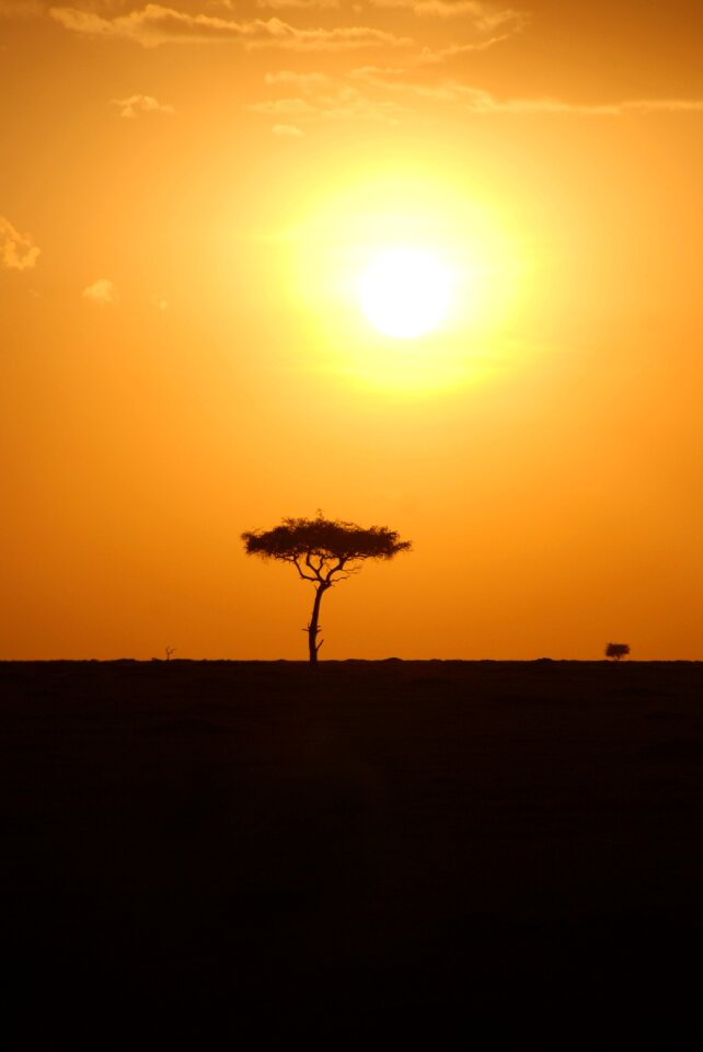 Silhouette sunset tree