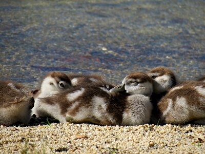 Egyptian goose chick bird poultry photo