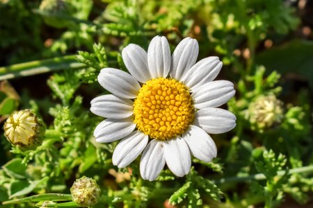 Plant blossom herb