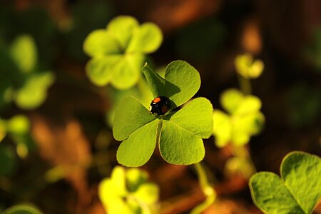 Four-leaf clover ladybug green photo