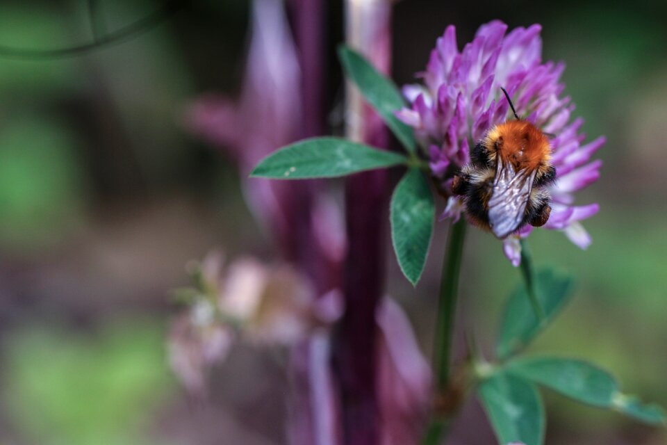 Nature summer macro