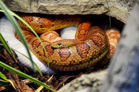Reptile terraristik snakes photo