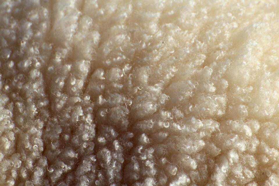 Wool livestock close up