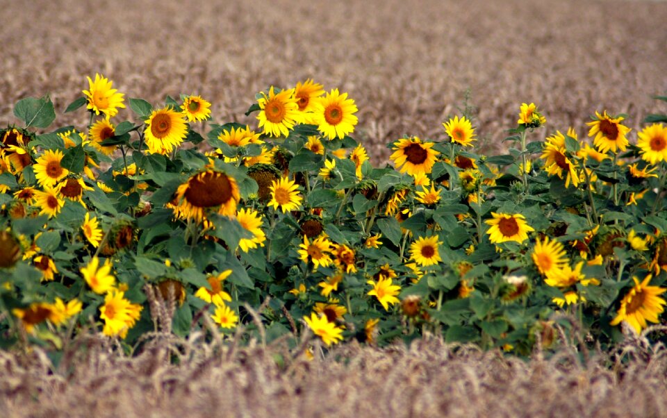 Sunflower flower yellow