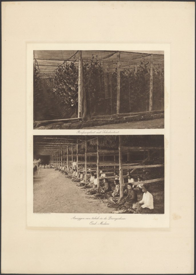 Onderneming Medan. Boven Proefaanplant met Schaduwtent. Onder aanrijgen van ta, Bestanddeelnr 853 19