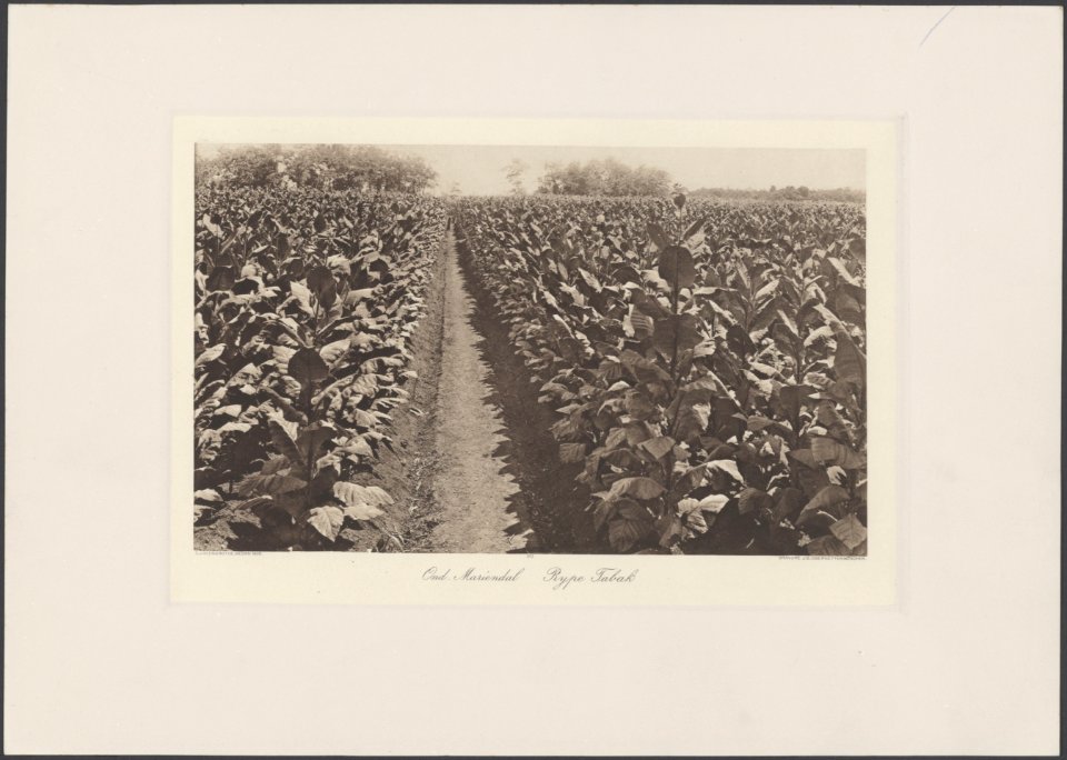 Onderneming Mariëndal. Rijpe tabak, Bestanddeelnr 853 27