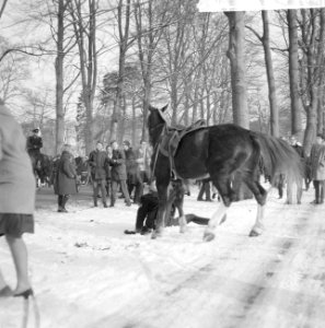 Ondertrouw prinses Beatrix en Claus, agent onder zijn paard, Bestanddeelnr 918-7884