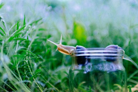 Nature plant snails