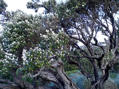 Olearia traversiorum