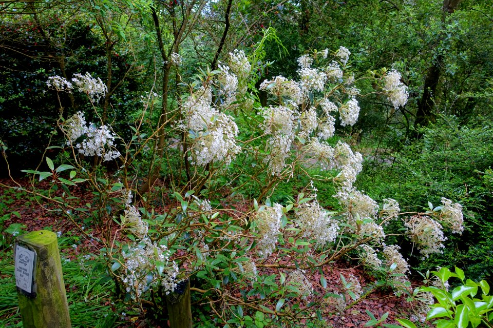 Olearia furfuracea - Trebah Garden - Cornwall, England - DSC01263