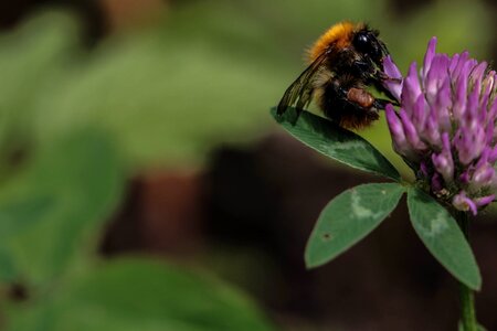 Nature summer macro