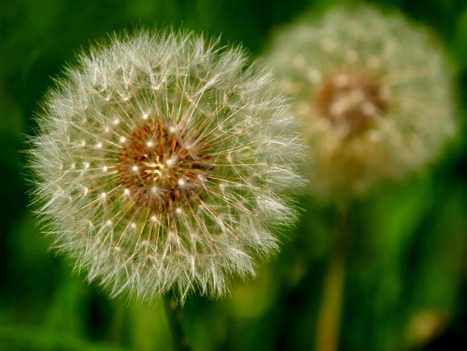 Nature flower plant
