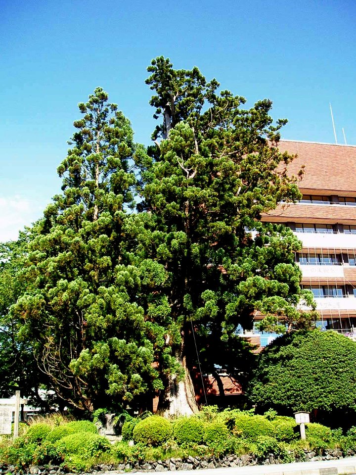 Old-Sugi-Tree-and-Oshu-City-Hall-2013080402