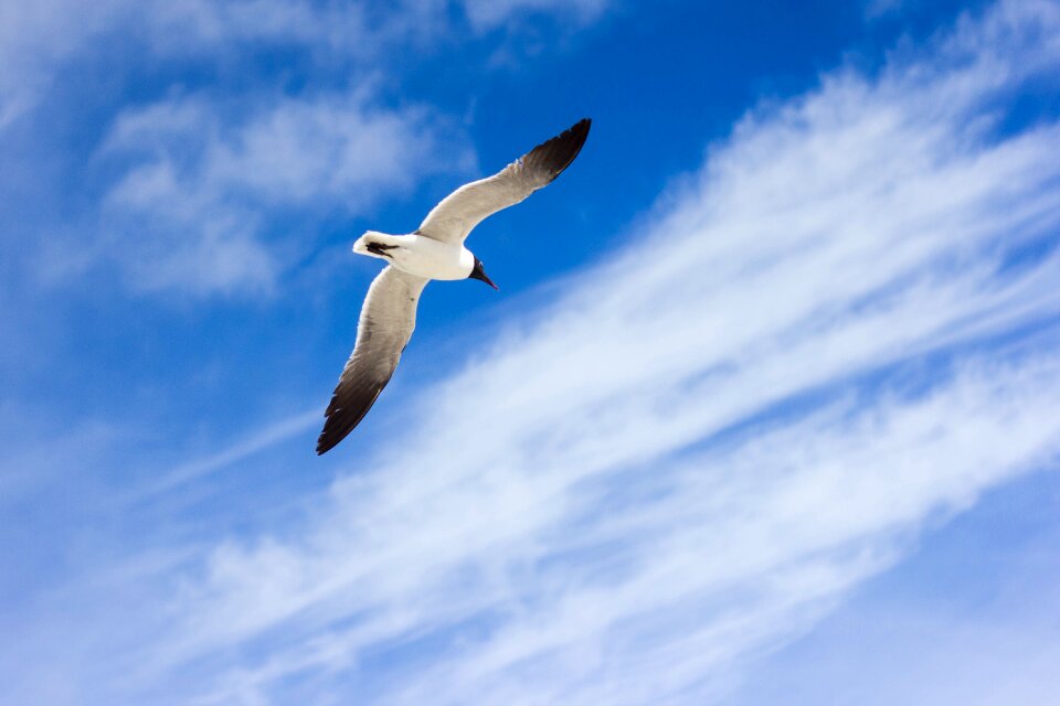 Clouds flying sky photo