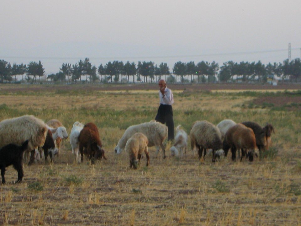 Oldman Ranceher in the outskirt of Nishapur - near Maghrebi mausoleum - upon Old Nishapur soil 11