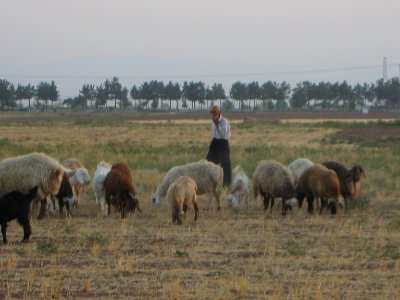 Oldman Ranceher in the outskirt of Nishapur - near Maghrebi mausoleum - upon Old Nishapur soil 11