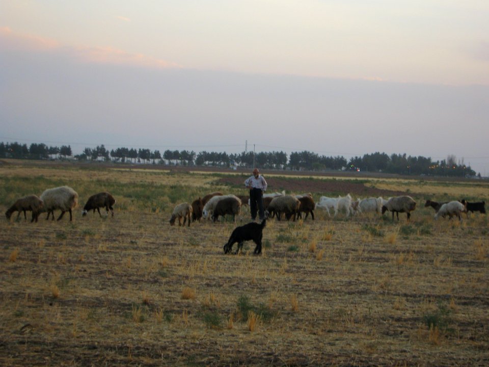 Oldman Ranceher in the outskirt of Nishapur - near Maghrebi mausoleum - upon Old Nishapur soil 05