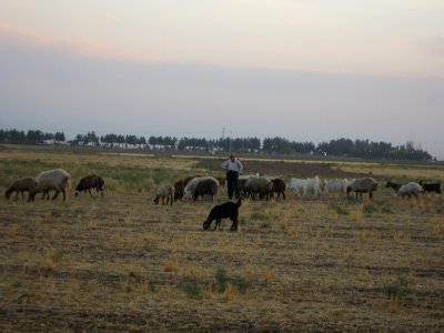 Oldman Ranceher in the outskirt of Nishapur - near Maghrebi mausoleum - upon Old Nishapur soil 05