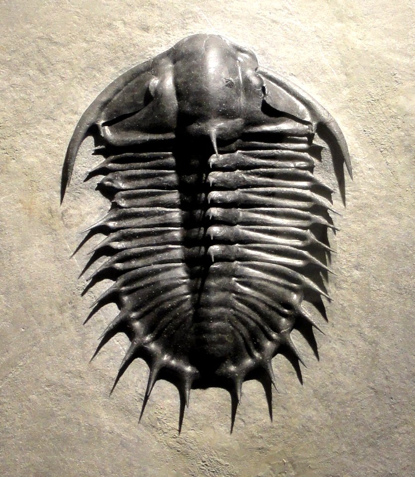 Olenoides superbus, Late Middle Cambrian, Upper Marjum Formation, House Range, Millard County, Utah, USA - Houston Museum of Natural Science - DSC01415