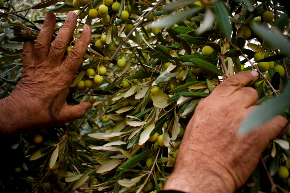 Olive orchard in Koye in the Arbil Governorate of the Kurdistan Region of Iraq 07
