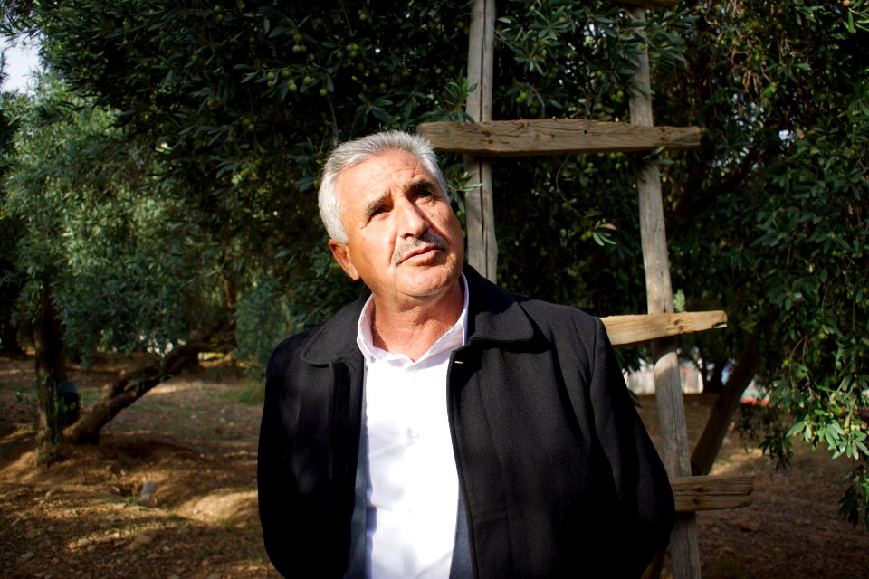 Olive orchard in Koye in the Arbil Governorate of the Kurdistan Region of Iraq 04