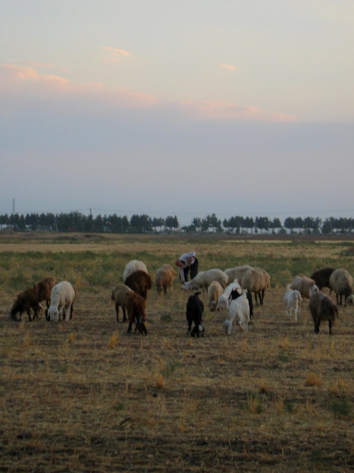 Oldman Ranceher in the outskirt of Nishapur - near Maghrebi mausoleum - upon Old Nishapur soil 20