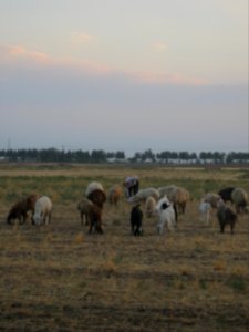 Oldman Ranceher in the outskirt of Nishapur - near Maghrebi mausoleum - upon Old Nishapur soil 20