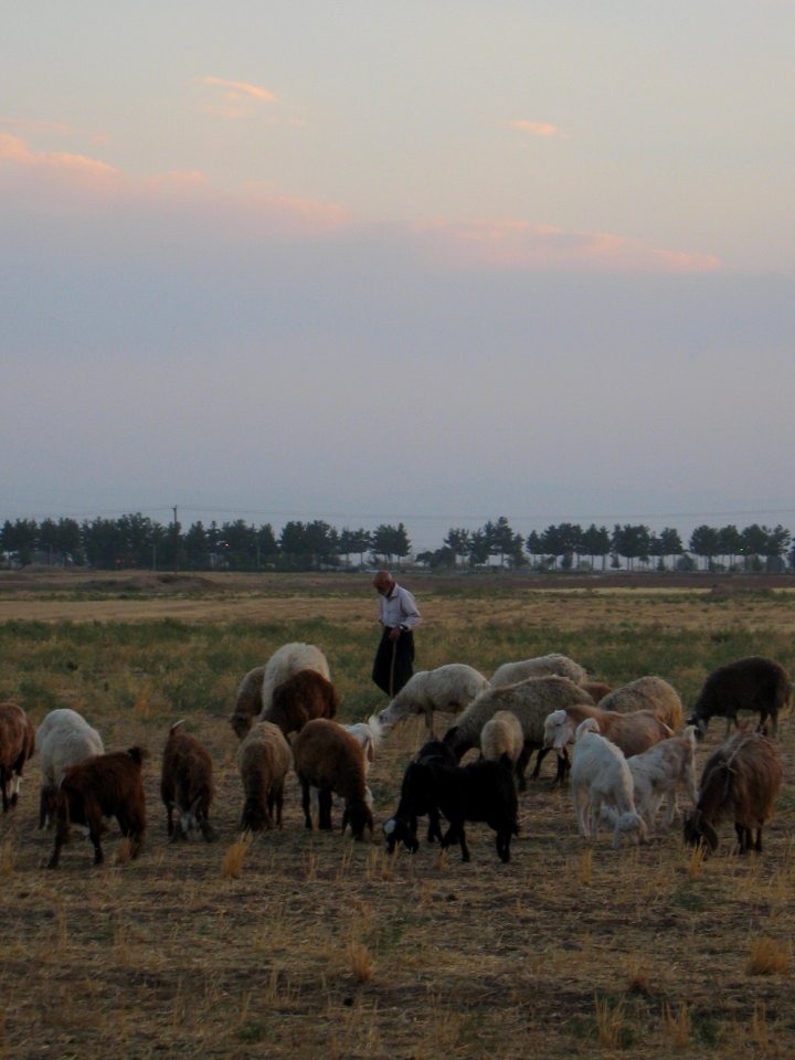 Oldman Ranceher in the outskirt of Nishapur - near Maghrebi mausoleum - upon Old Nishapur soil 24
