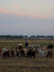 Oldman Ranceher in the outskirt of Nishapur - near Maghrebi mausoleum - upon Old Nishapur soil 24